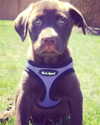 charlidamelio Altpins Profile Picture