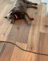 charlidamelio Altpins Profile Picture