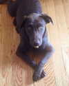 charlidamelio Altpins Profile Picture