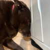 charlidamelio Altpins Profile Picture