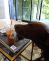 charlidamelio Altpins Profile Picture