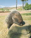 charlidamelio Altpins Profile Picture