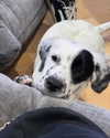 charlidamelio Altpins Profile Picture