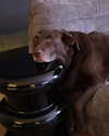 charlidamelio Altpins Profile Picture