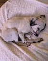 charlidamelio Altpins Profile Picture