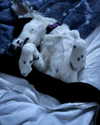 charlidamelio Altpins Profile Picture