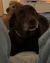 charlidamelio Altpins Profile Picture