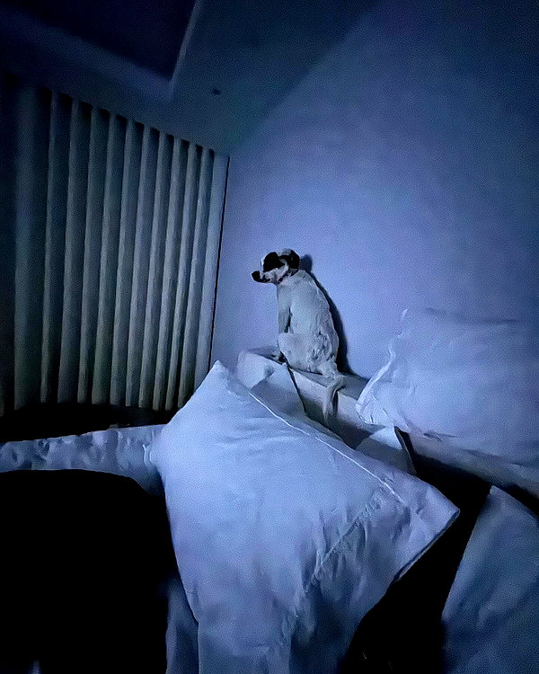 charlidamelio instagram image archive image