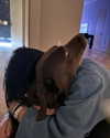 charlidamelio Altpins Profile Picture