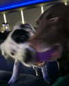 charlidamelio Altpins Profile Picture