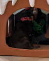 charlidamelio Altpins Profile Picture