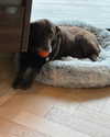 charlidamelio Altpins Profile Picture