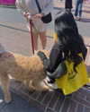 charlidamelio Altpins Profile Picture