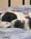 charlidamelio Altpins Profile Picture