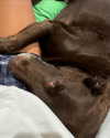 charlidamelio Altpins Profile Picture