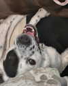 charlidamelio Altpins Profile Picture