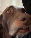 charlidamelio Altpins Profile Picture