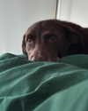 charlidamelio Altpins Profile Picture