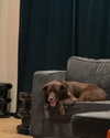 charlidamelio Altpins Profile Picture