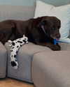 charlidamelio Altpins Profile Picture