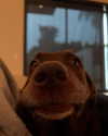 charlidamelio Altpins Profile Picture