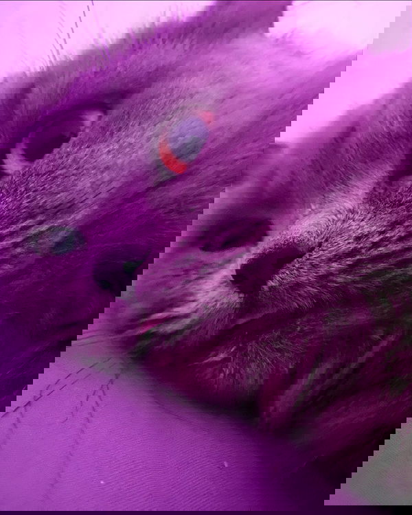 chibinekopurr chibinekopurr archive image