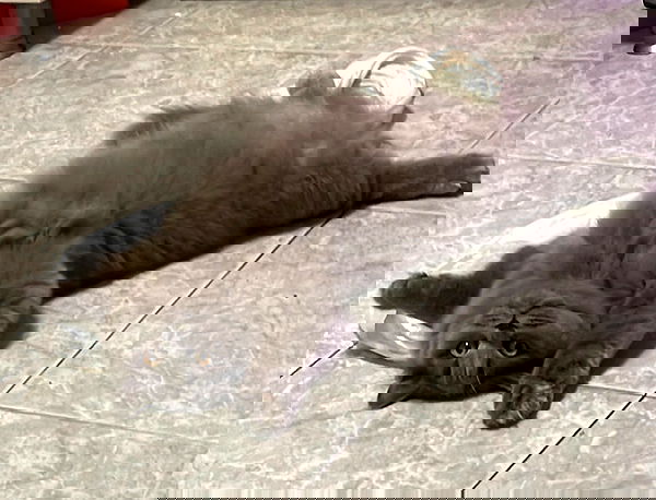 chibinekopurr chibinekopurr archive image