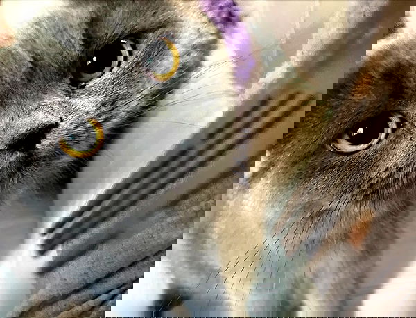 chibinekopurr chibinekopurr archive image