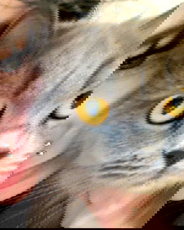 chibinekopurr chibinekopurr archive image