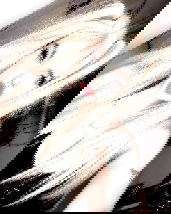 chibinekopurr chibinekopurr archive image