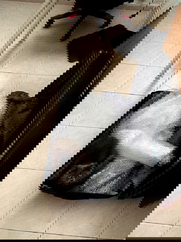 chibinekopurr chibinekopurr archive image