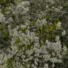 christinacharm Altpins Profile Picture