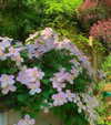 cialikechia Altpins Profile Picture