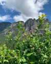 cialikechia Altpins Profile Picture
