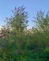 cialikechia Altpins Profile Picture