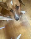cialikechia Altpins Profile Picture