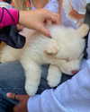 cialikechia Altpins Profile Picture
