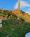 cialikechia Altpins Profile Picture