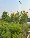 cialikechia Altpins Profile Picture