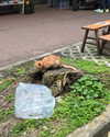 cialikechia Altpins Profile Picture