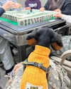 cialikechia Altpins Profile Picture