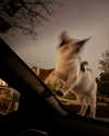 cialikechia Altpins Profile Picture