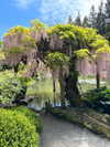 cialikechia Altpins Profile Picture