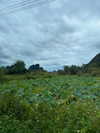 cialikechia Altpins Profile Picture
