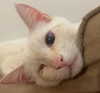 cinnabrit Altpins Profile Picture