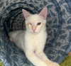 cinnabrit Altpins Profile Picture