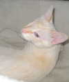 cinnabrit Altpins Profile Picture