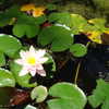 claudiacookgomez Altpins Profile Picture