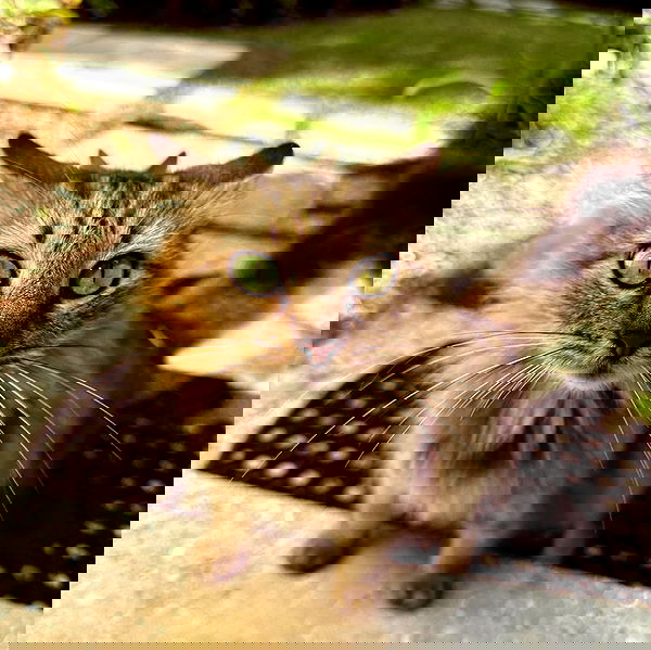 corinnakopf image ~ Altpins