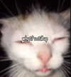 cyber.rue Altpins Profile Picture